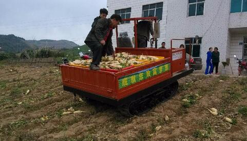 田間作業